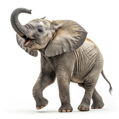 Fototapeta premium elephant isolated on white