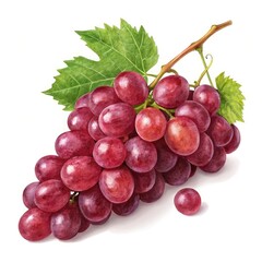 Fototapeta premium bunch of grapes