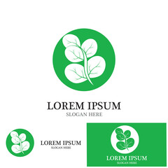 moringa leaves icon vector illustration template design