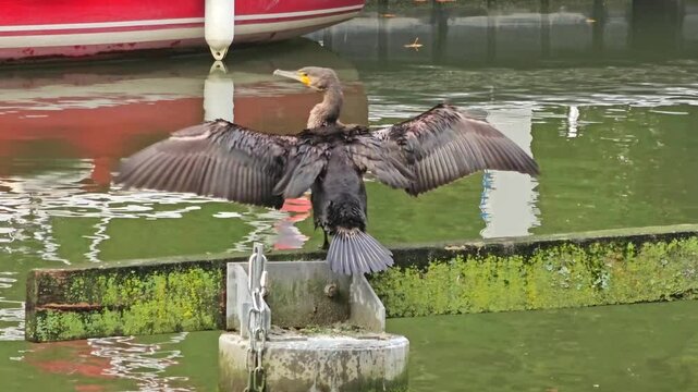 close up view of  the Great Cormorant bird  ( Black Shag or Kawau ) at  Canal de la De&ucirc;le in Lille, France 