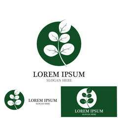 moringa leaves icon vector illustration template design