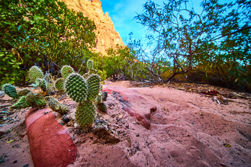 Cacti and Rock Formations in Red Rock Canyon Low Perspective