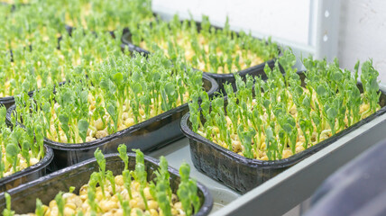 Close-up of young green microgreens sprouting in black trays on a hydroponic farm. The seedlings...