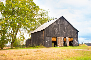 Old Kentucky tobacco barn with curing tobacco hanging 
 from rafters
