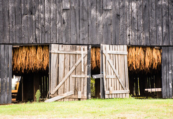 Close-up of old Kentucky tobacco barn showing hanging tobacco and open wooden doors

