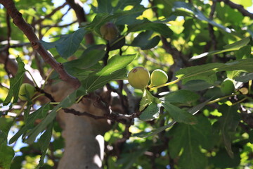 figs on fig tree branches