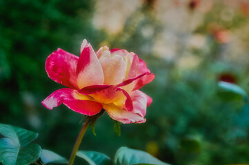 A beautiful garden rose with red and white petals, time is merciless and the fragile bud has...