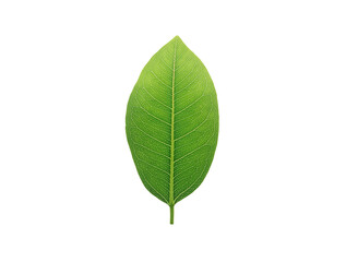 High-resolution image of Green leaf, isolated on a pure white background.  Reduce CO2 emission...