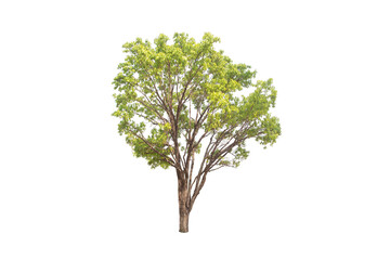 Green tree isolated on transparent background with clipping path, single tree with clipping path and alpha channel. are Forest and foliage in summer for both printing and web pages. 