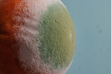 Extreme close-up of a moldy orange covered in green and white fungus, showing food spoilage and...