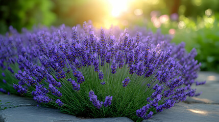 Fototapeta premium Lavender blooms in a sunny garden bed