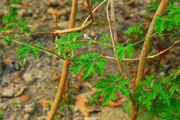 Bitter melon plant with its vibrant leaves and unfurls vines 