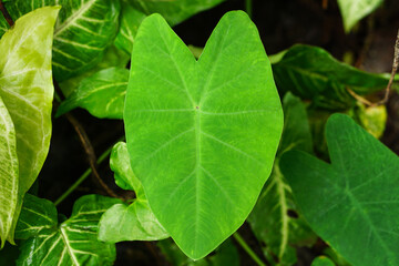 Heart shaped taro leaf