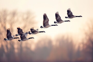 A flock of Canada geese fly in formation against a soft sunset sky, A flock of geese flying south for the winter