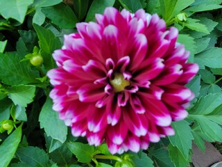 pink dahlia flower