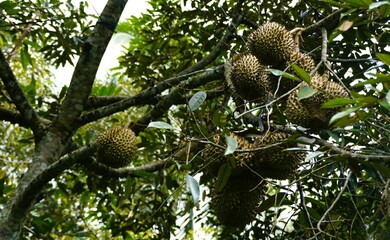 A cluster of durians hangs heavy from the branches in Bali, Indonesia