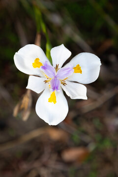 white african iris flower close up vertical