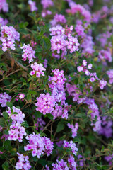pink flowers in the garden close up vertical