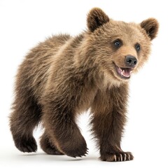 Fototapeta premium brown bear isolated on white