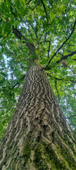 Towering Tree Viewed from Base with Dense Green Canopy