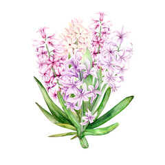 Bouquet of spring flowers. Hyacinths of different, blue, pink and lilac shades are hand-painted with watercolors on a blue background. The botanical illustration is suitable for postcards, packaging