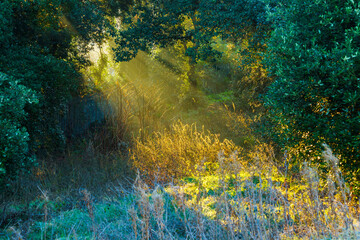 The Phoenix Park early in the morning