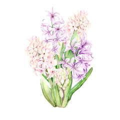 Bouquet of spring flowers. Hyacinths of different, blue, pink and lilac shades are hand-painted with watercolors on a blue background. The botanical illustration is suitable for postcards, packaging