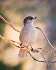 The Siberian jay. Bird on a branch. Finland. Blurred background. Animals in wild nature. Panoramic photo for background, wallpaper, postcards.