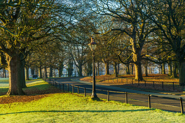 The Phoenix Park early in the morning