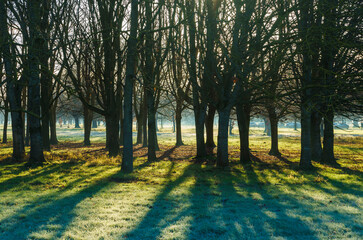 The Phoenix Park early in the morning