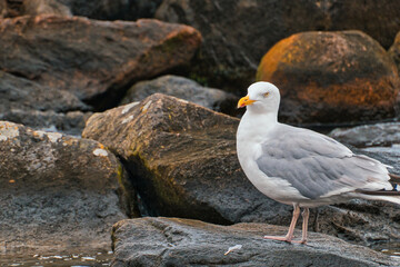 Obraz premium Baltic Sea - Germany - Warnemünde - Rostock - vacation