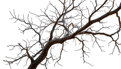 Obraz premium Dry tree branches isolated on white background. with white shades