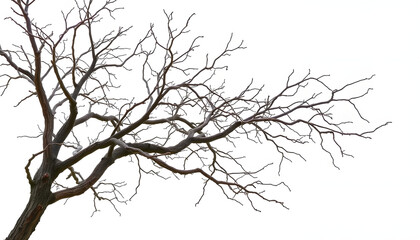 Obraz premium Dry tree branches isolated on white background. with white shades