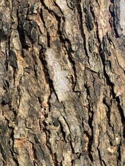 tree texture