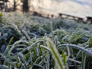 grass and snow