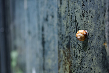 The snail persistently crawls along the concrete wall of the fence