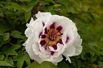 The tree peony (Paeonia suffruticosa) is a perennial semi-shrub or shrub belonging to the peony family (Paeoniaceae). It is naturally found in China, growing in forests and foothills