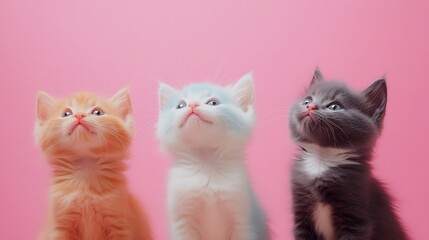 Lovely baby cat with multicolored pastel fur picture