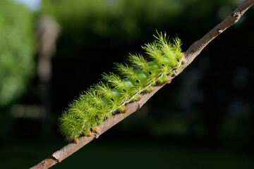vibrant green automeris coresus caterpillar with spiky bristles crawls along a branch in its natural habitat, showcasing intricate details