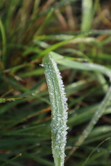  Green grass that is covered with white hoarfrost grows from the ground