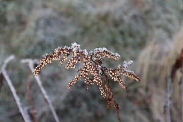  Dry white flower covered with white hoarfrost on a blurry gray background