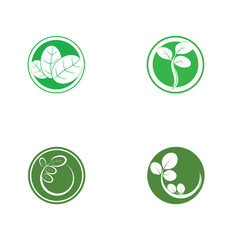 moringa leaves icon vector illustration template design