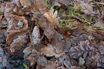 Autumn leaves on frosty morning