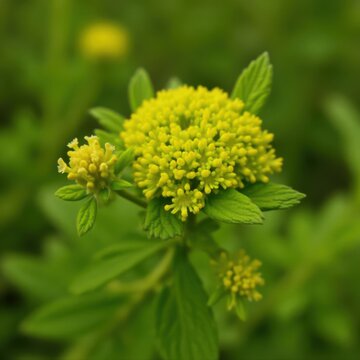 Thick greenish yellow flowers and small pointed leaves on wiry stem, woody herb, branches