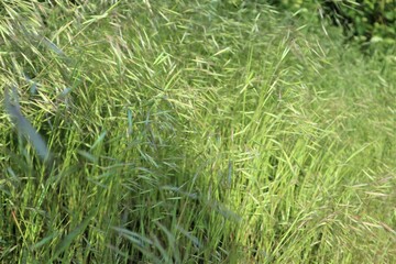Tall light green grass lit by sunlight
