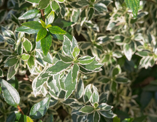 Variegated Bigflower Abelia Leaves in Sunlight Vesalea grandifolia variegata