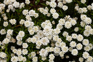 Iberis sempervirens, a rock garden plant, evergreen candytuft, native to southern Europe, in the...