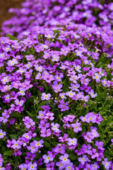 Aubrieta, an adornment of the summer garden in the rock garden.