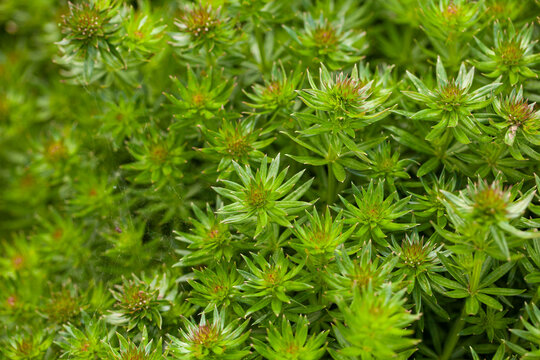Phuopsis stylosa, also known as Caucasian crosswort or large-styled crosswort, is a low-growing, mat-forming, aromatic perennial plant in the madder, or bedstraw family Rubiaceae