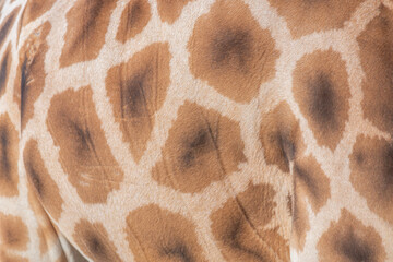 giraffe skin texture